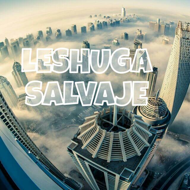 LESHUGA salvaje